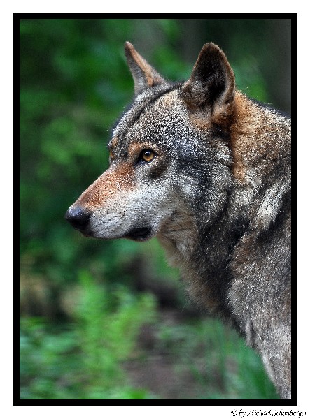 Sibirischer Wolf - Alfons